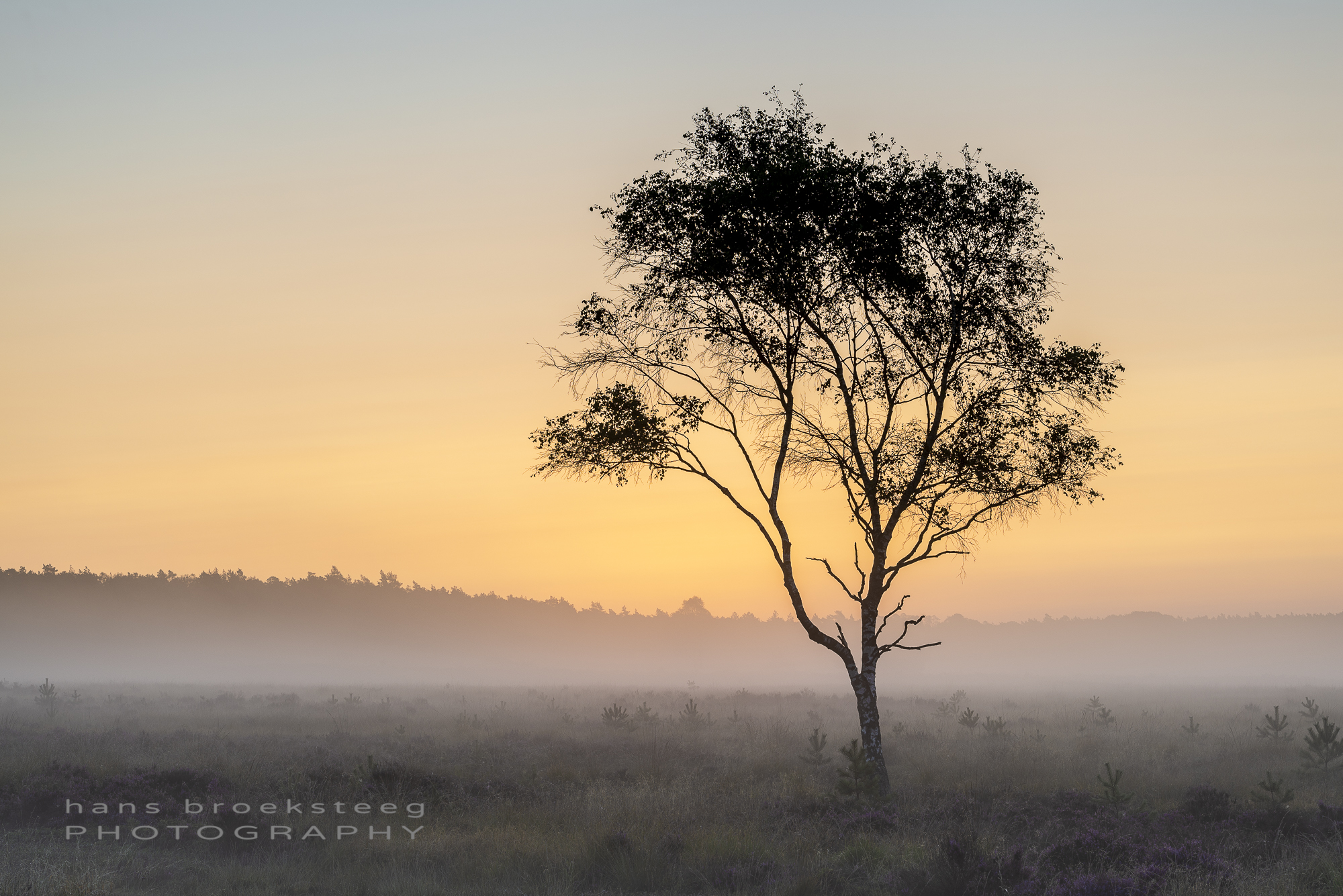 Lone tree in misty landscape
