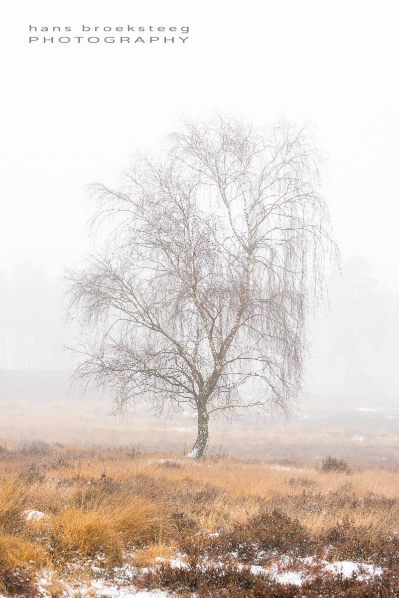 Winter scene of a lone birch tree in misty conditions