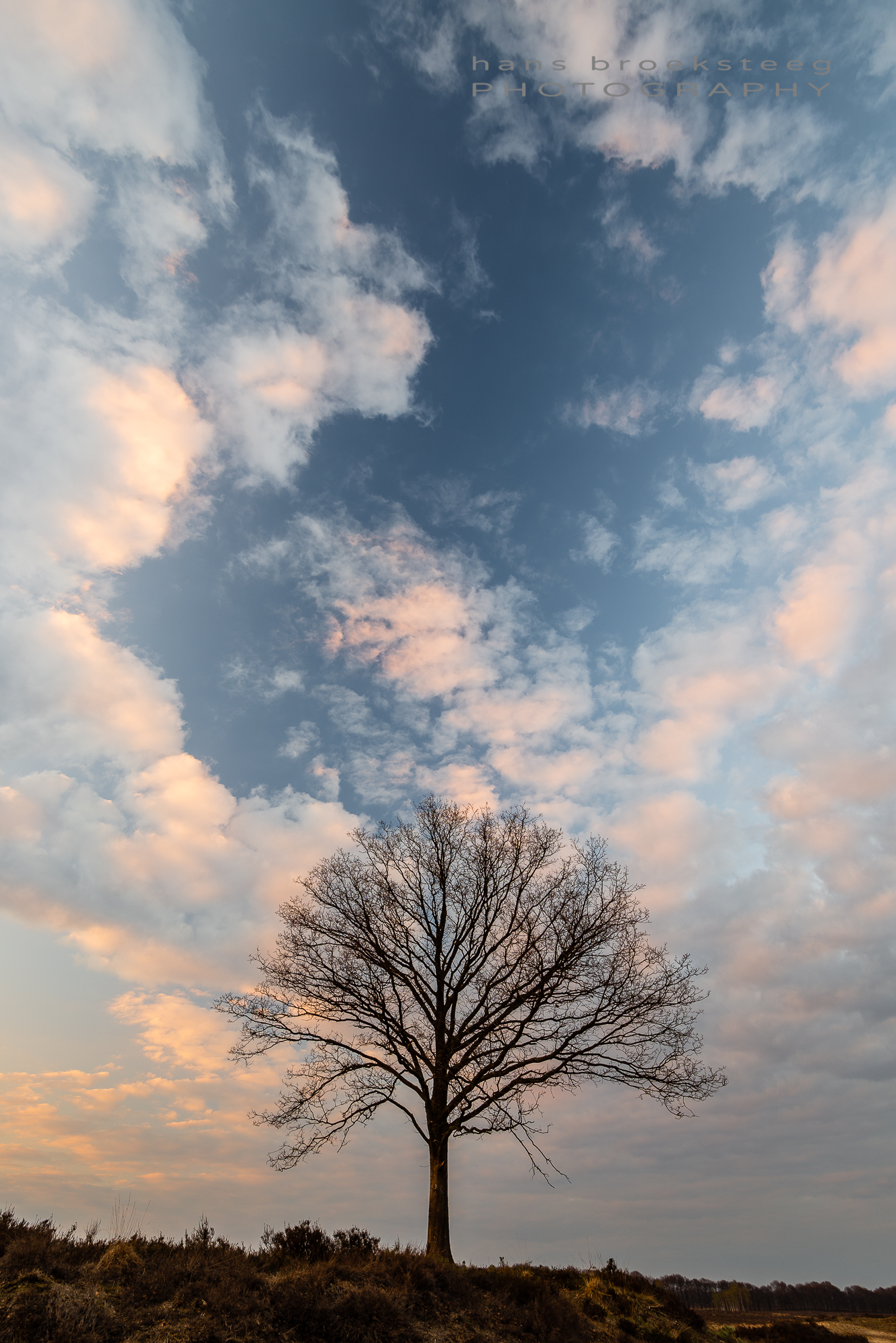Tree with sunset sky