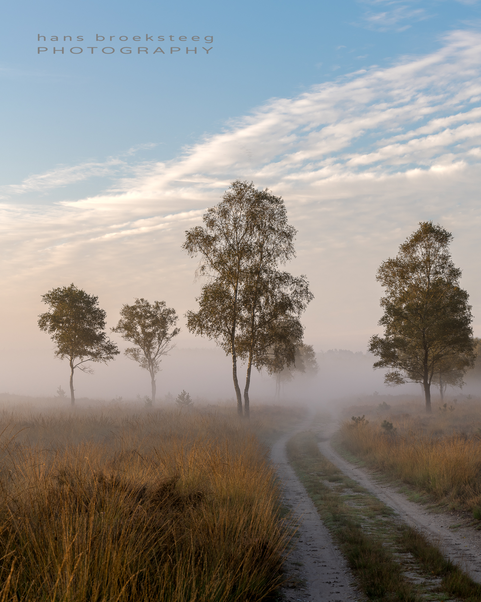 Morning mist over the heath
