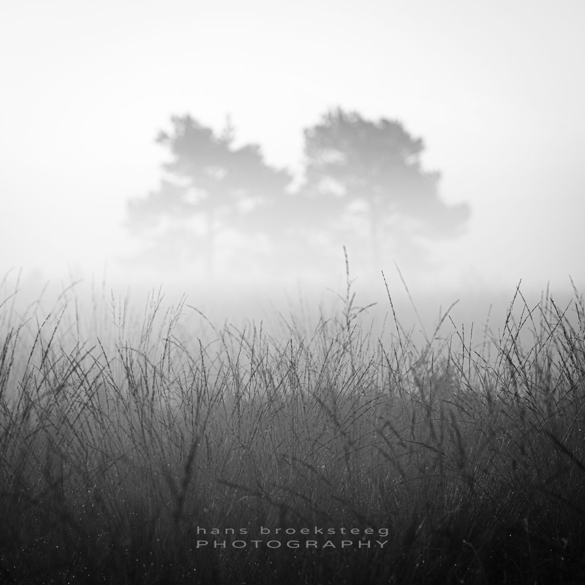 Mist and grass in black and white intimate landscape