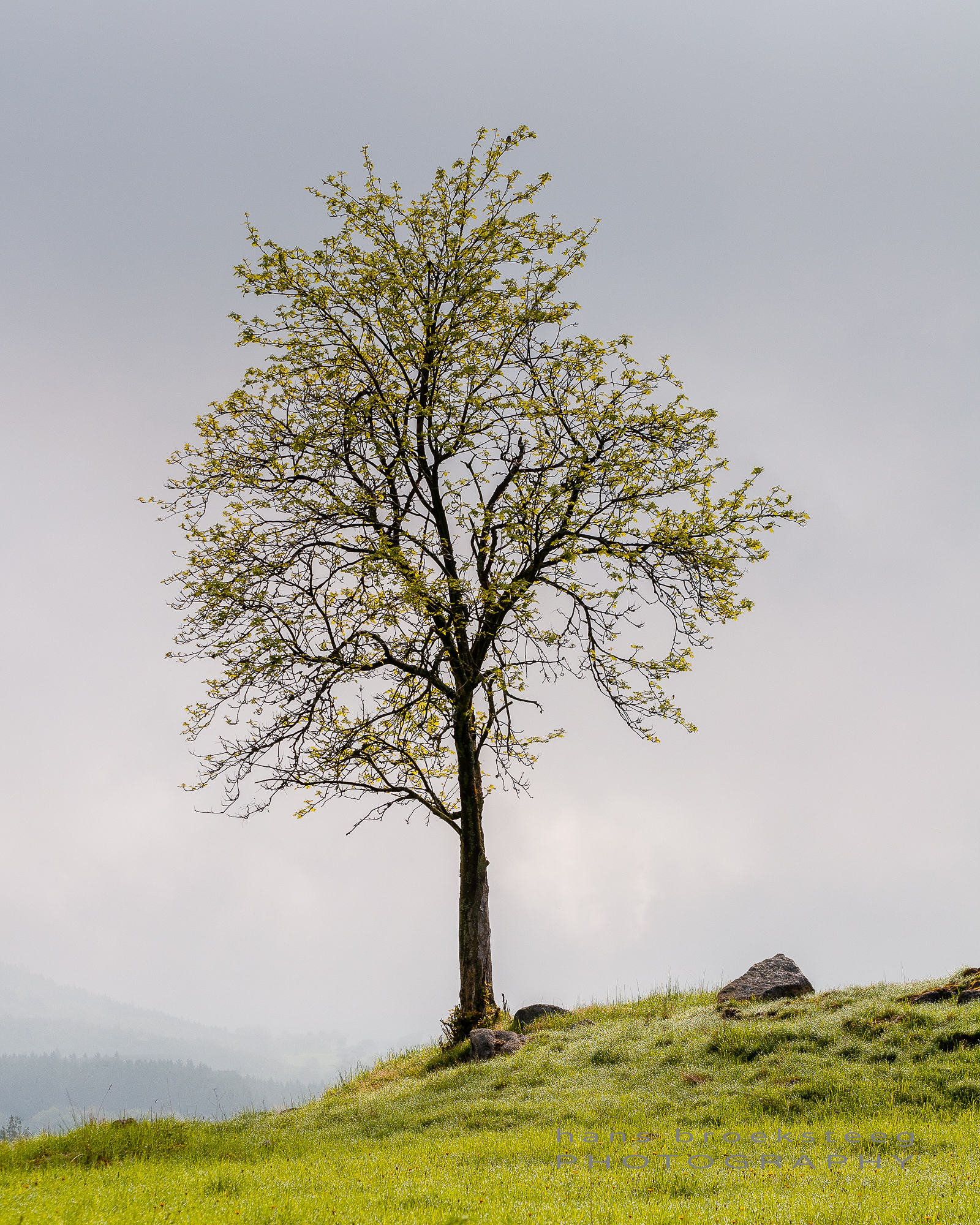 Lone tree in West Bohemian landscape, Czech Republic